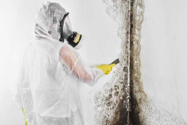 Crawl Space Mold Removal in Fife, WA