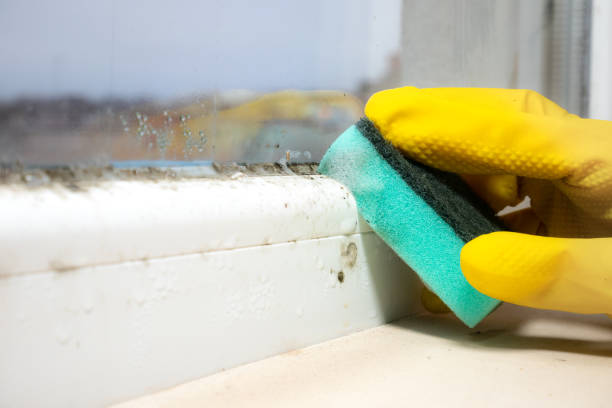 Best Home Mold Removal  in Fife, WA