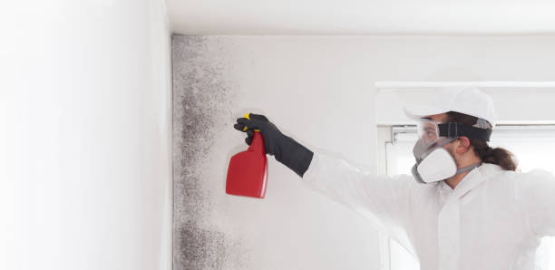 Best Best Mold Removal Companies  in Fife, WA