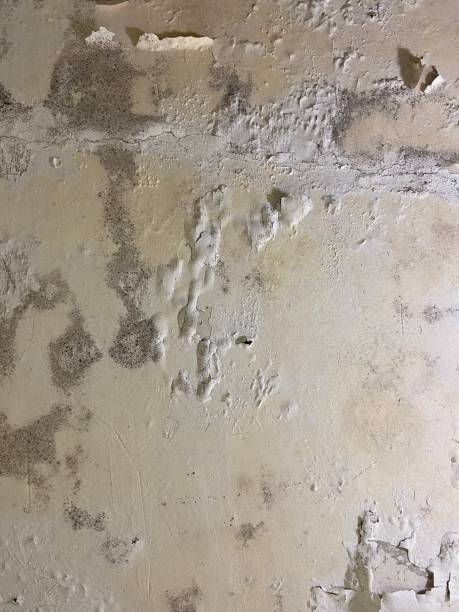 Fife, WA Mold Removal Company