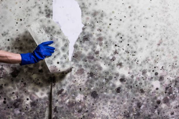 Best Emergency Mold Removal  in Fife, WA